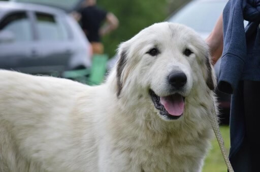 Jayla Lisey from Pyrlandia, sučka pyrenejského horského psa tvár spredu