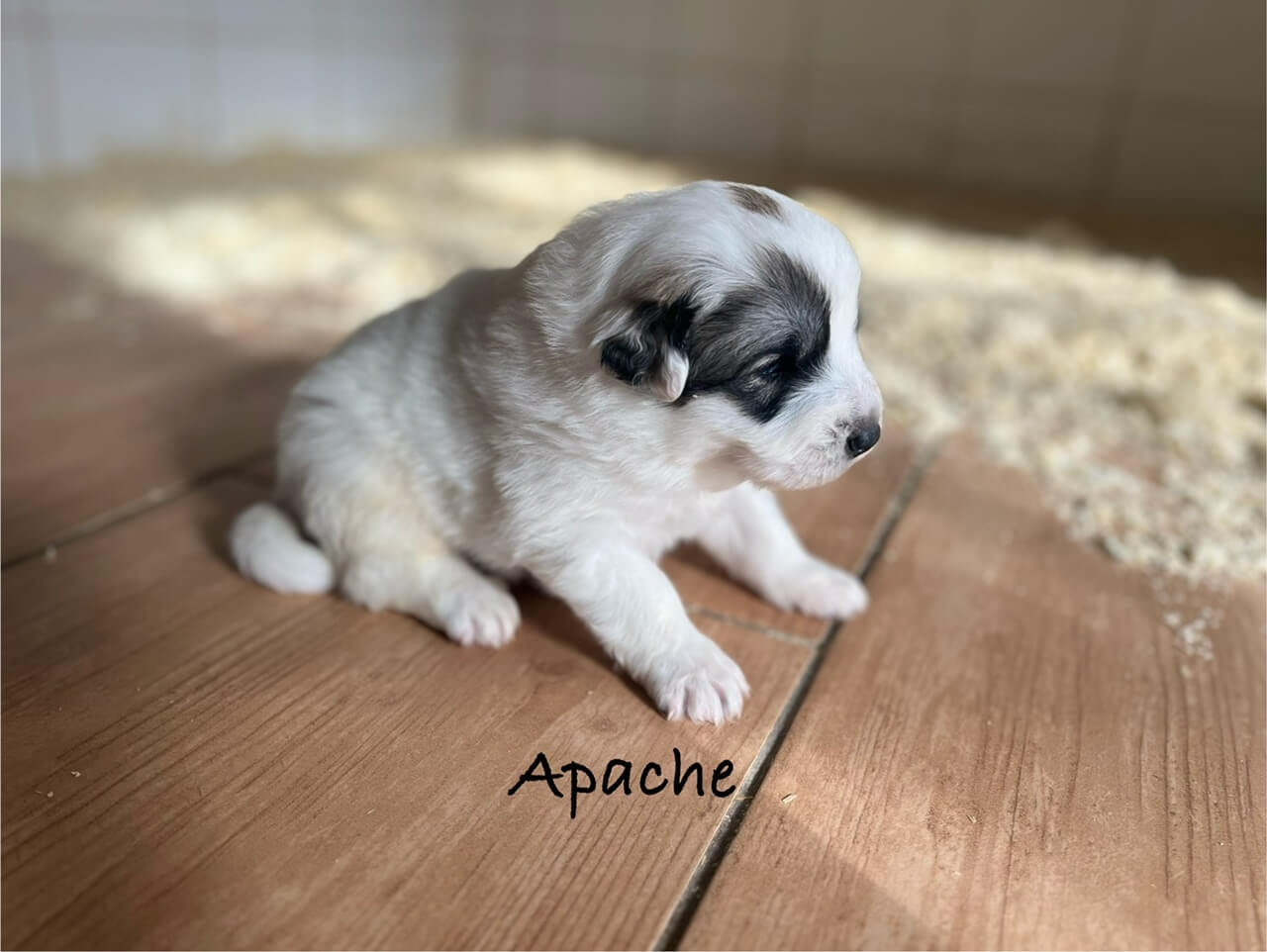 3 týždňové šteniatko pyrenejského horského psa Apache