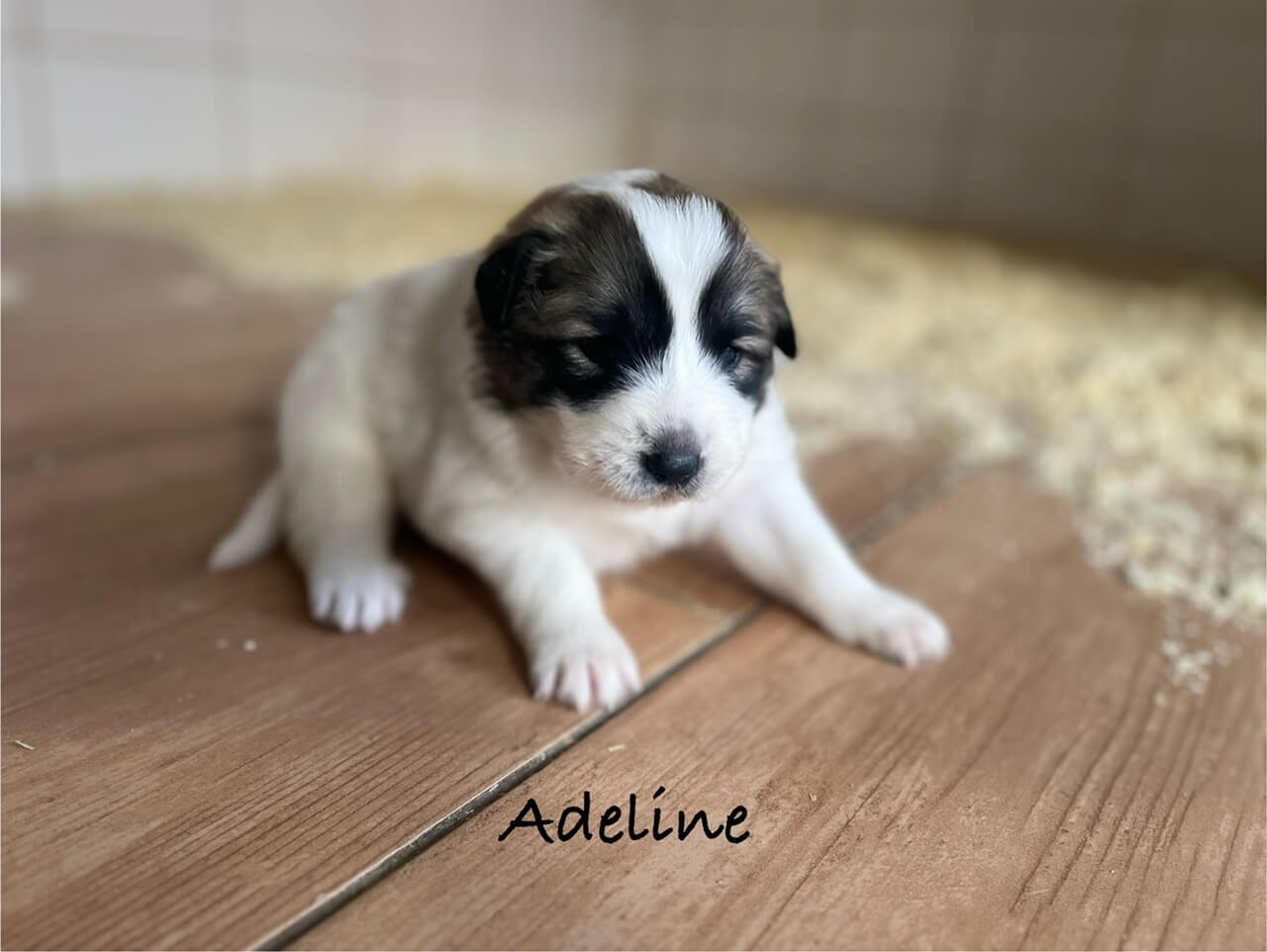 3 týždňové šteniatko pyrenejského horského psa Adeline