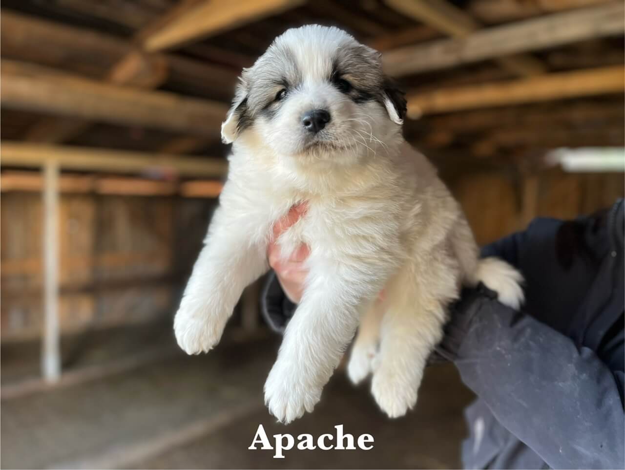 5 týždňové šteniatko pyrenejského horského psa Apache