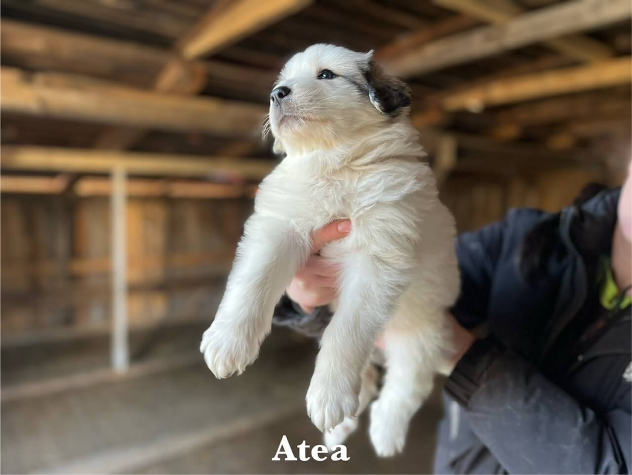 5 týždňové šteniatko pyrenejského horského psa Atea