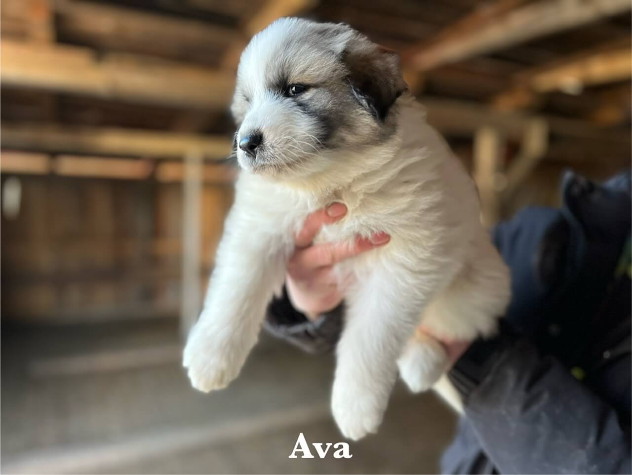 5 týždňové šteniatko pyrenejského horského psa Ava