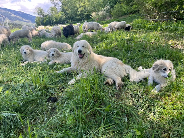 Soleil monde a jeho tri šteňatá pri ochrane stáda ležiaci medzi ovcami