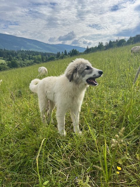 Aqoush - šteňa pyrenejského horského psa na pasienku