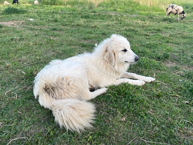 Ursi - ležiaca samica pyrenejského horského psa pri ochrane stáda