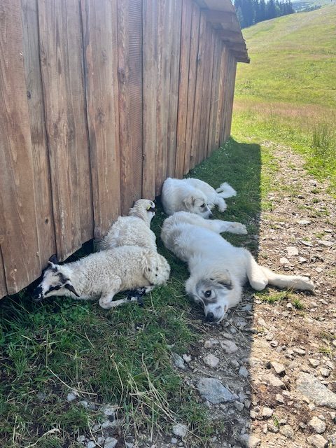 Šteňatá pyrenejského horského psa ležiace s jahniatkami vedľa maštale v horách