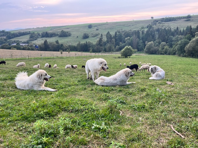 Štvorčlenná svorka pri ochrane stáda ležiaca na pasienku s ovcami v pozadí