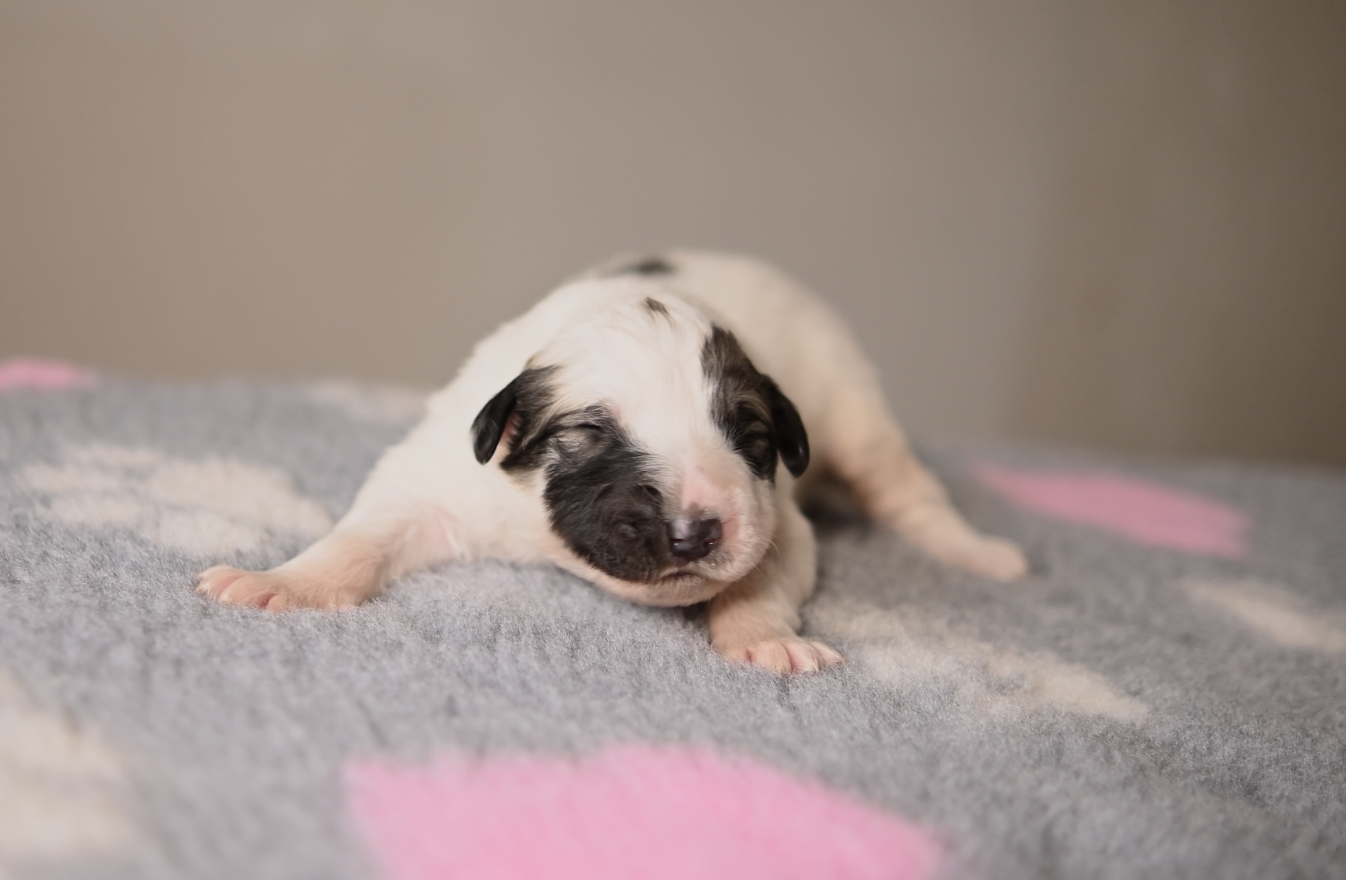 Jedno týždňové šteniatko pyrenejského horského psa Bača z Lesa Čárskeho