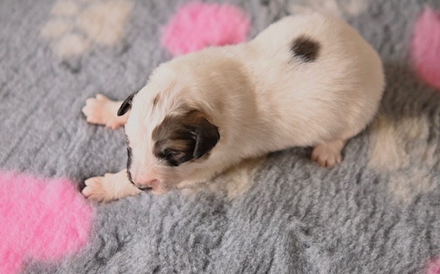 Jedno týždňové šteniatko pyrenejského horského psa z vrchu - Bača z Lesa Čárskeho