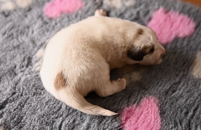 Jedno týždňové šteniatko pyrenejského horského psa Barron z Lesa Čárskeho