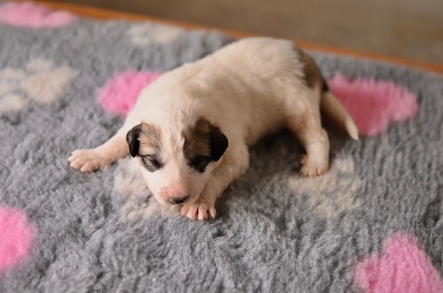 Jedno týždňové šteniatko pyrenejského horského psa Basque z Lesa Čárskeho