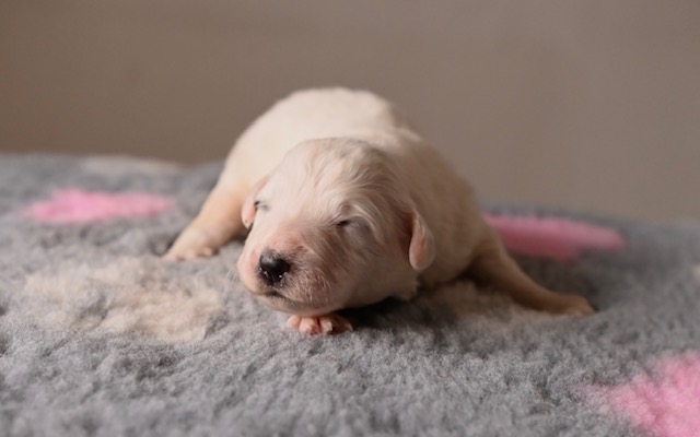 Jedno týždňové šteniatko pyrenejského horského psa Brooke z Lesa Čárskeho